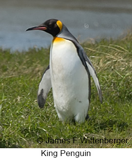 King Penguin - © James F Wittenberger and Exotic Birding LLC