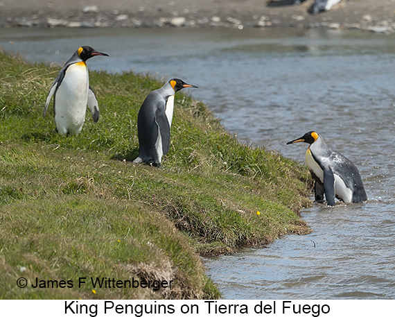 King Penguin - © James F Wittenberger and Exotic Birding LLC