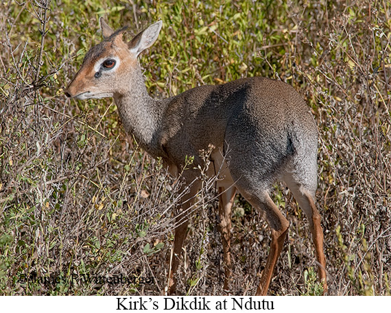 Kirk's Dikdik - © James F Wittenberger and Exotic Birding LLC
