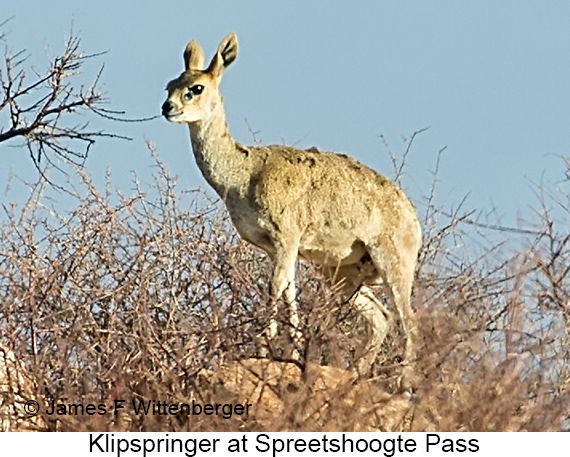 Klipspringer - © James F Wittenberger and Exotic Birding LLC