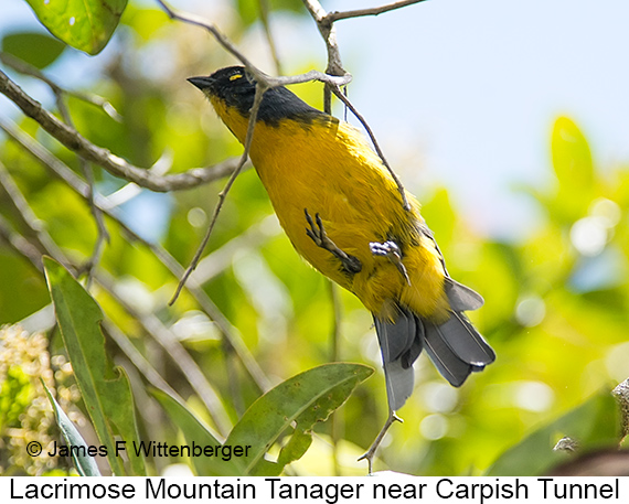 Lacrimose Mountain Tanager - © James F Wittenberger and Exotic Birding LLC