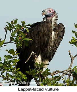 Lappet-faced Vulture - © James F Wittenberger and Exotic Birding LLC