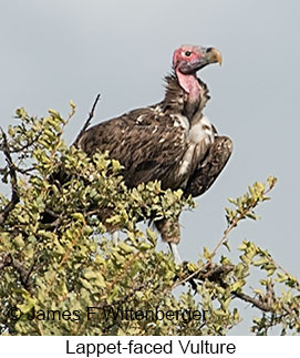 Lappet-faced Vulture - © James F Wittenberger and Exotic Birding LLC