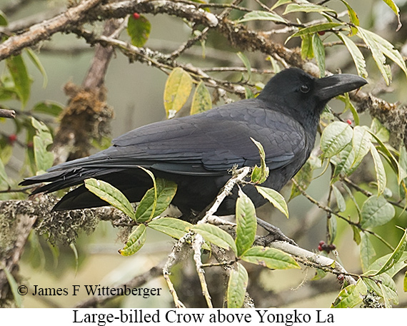 Large-billed Crow - © James F Wittenberger and Exotic Birding LLC