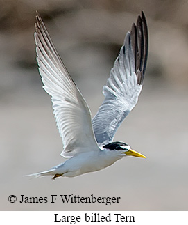 Large-billed Tern - © James F Wittenberger and Exotic Birding LLC