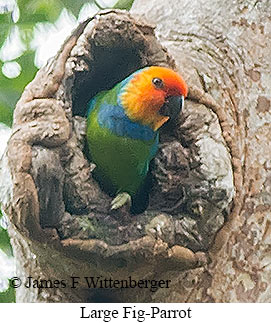 Large Fig-Parrot - © James F Wittenberger and Exotic Birding LLC