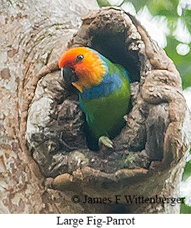 Large Fig-Parrot - © James F Wittenberger and Exotic Birding LLC