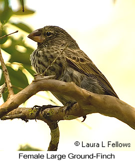 Large Ground-Finch - © Laura L Fellows and Exotic Birding LLC