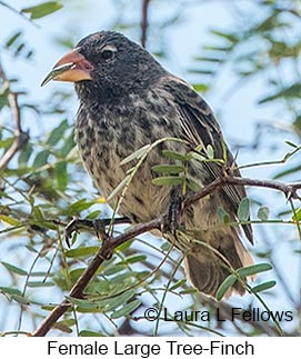 Large Tree-Finch - © Laura L Fellows and Exotic Birding LLC