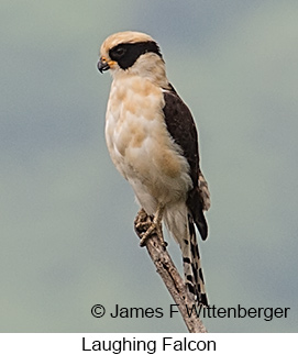 Laughing Falcon - © James F Wittenberger and Exotic Birding LLC