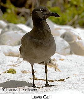 Lava Gull - © Laura L Fellows and Exotic Birding LLC