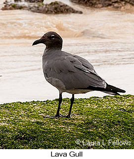 Lava Gull - © Laura L Fellows and Exotic Birding LLC