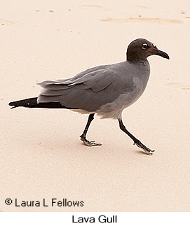 Lava Gull - © Laura L Fellows and Exotic Birding LLC