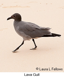 Lava Gull - © Laura L Fellows and Exotic Birding LLC