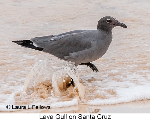 Lava Gull - © James F Wittenberger and Exotic Birding LLC