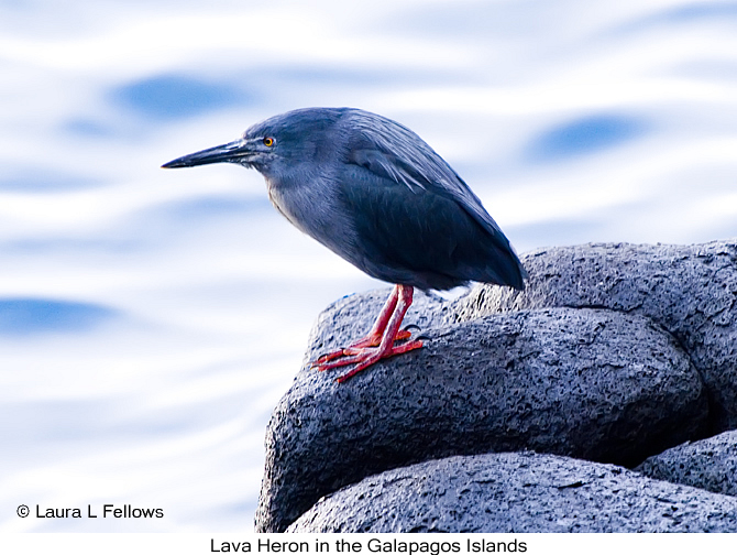 Lava Heron - &copy; Laura L Fellows and Exotic Birding tours