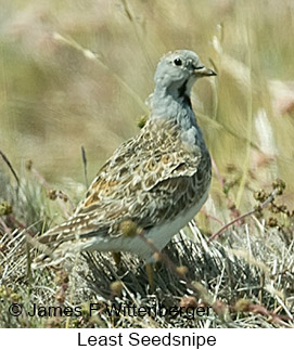 Least Seedsnipe - © James F Wittenberger and Exotic Birding LLC