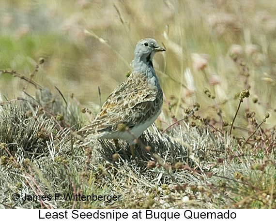 Least Seedsnipe - © James F Wittenberger and Exotic Birding LLC