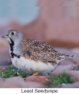 Least Seedsnipe  - Courtesy Argentina Wildlife Expeditions