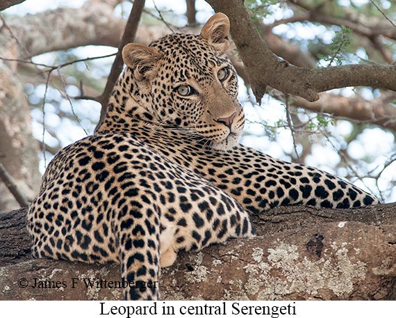 Leopard - © James F Wittenberger and Exotic Birding LLC