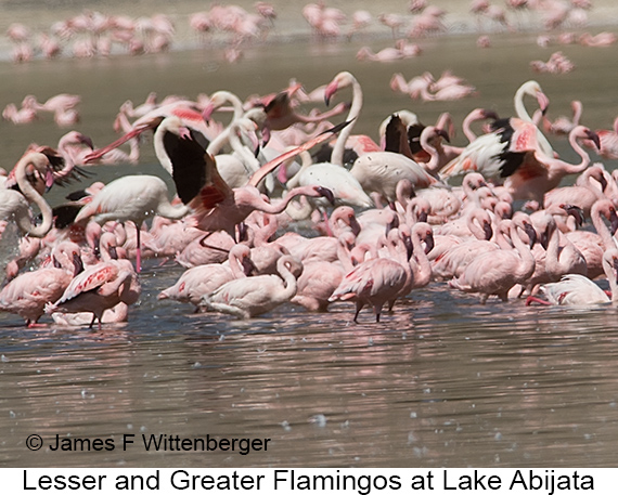 Lesser-and-greater Flamingos - © James F Wittenberger and Exotic Birding LLC