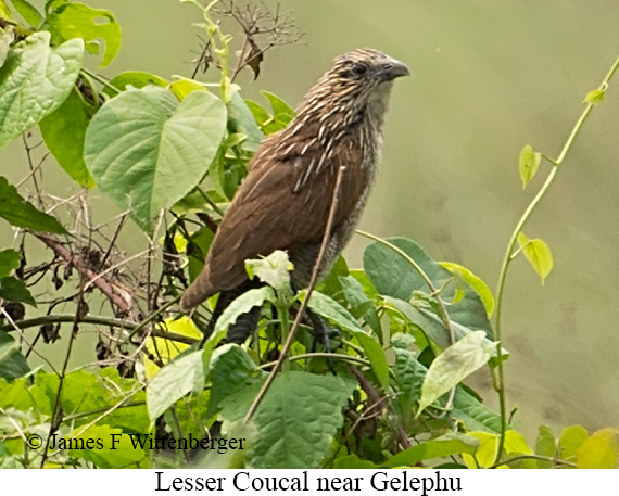 Lesser Coucal - © James F Wittenberger and Exotic Birding LLC