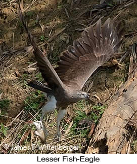 Lesser Fish-Eagle - © James F Wittenberger and Exotic Birding LLC
