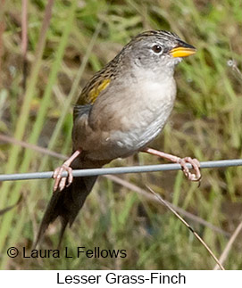 Lesser Grass-Finch - © Laura L Fellows and Exotic Birding LLC