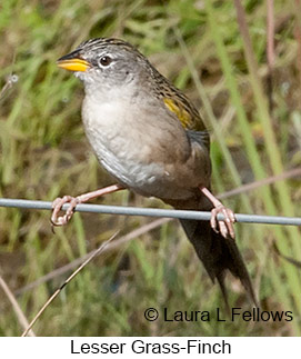 Lesser Grass-Finch - © Laura L Fellows and Exotic Birding LLC