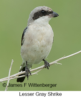 Lesser Gray Shrike - © James F Wittenberger and Exotic Birding LLC