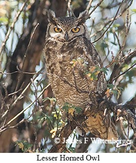 Lesser Horned Owl - © James F Wittenberger and Exotic Birding LLC