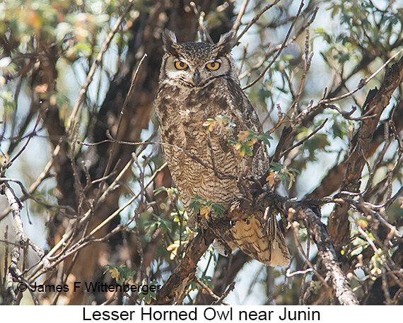 Lesser Horned Owl - © James F Wittenberger and Exotic Birding LLC