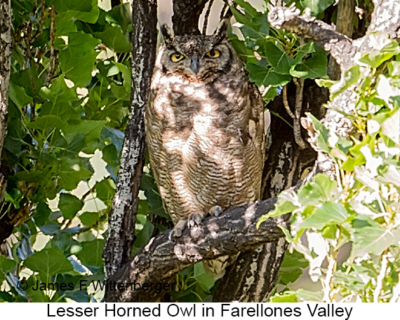 Lesser Horned Owl - © James F Wittenberger and Exotic Birding LLC