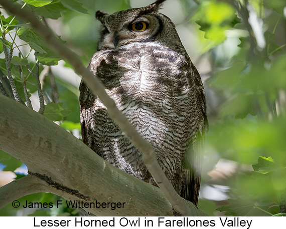 Lesser Horned Owl - © James F Wittenberger and Exotic Birding LLC