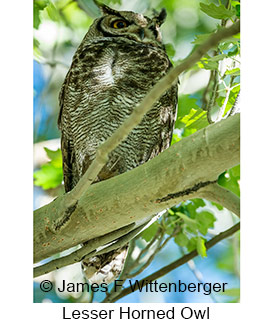 Lesser Horned Owl - © James F Wittenberger and Exotic Birding LLC