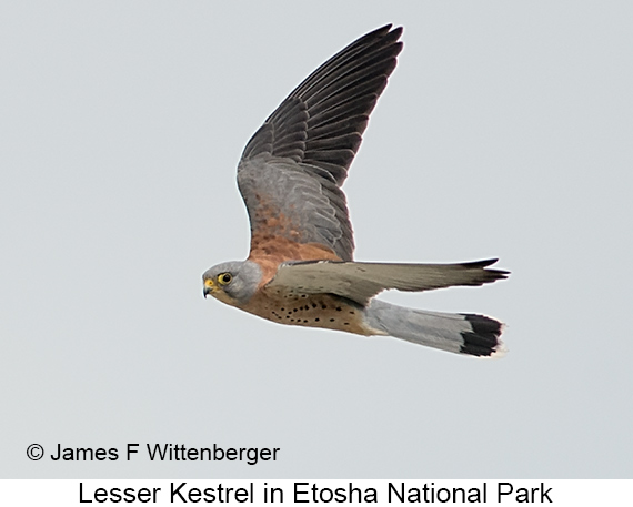 Lesser Kestrel - © James F Wittenberger and Exotic Birding LLC