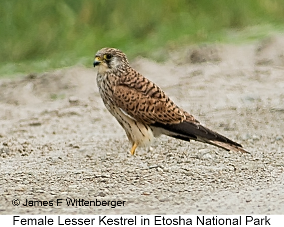 Lesser Kestrel - © James F Wittenberger and Exotic Birding LLC