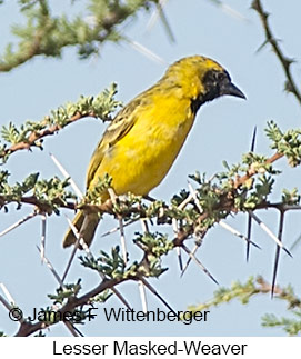 Lesser Masked-Weaver - © James F Wittenberger and Exotic Birding LLC