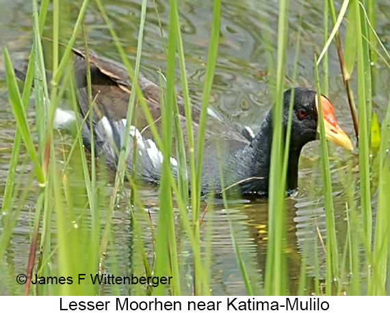 Lesser Moorhen - © James F Wittenberger and Exotic Birding LLC