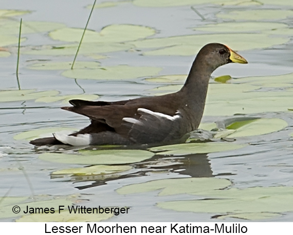Lesser Moorhen - © James F Wittenberger and Exotic Birding LLC