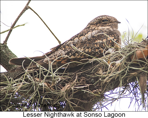 Lesser Nighthawk - © James F Wittenberger and Exotic Birding LLC
