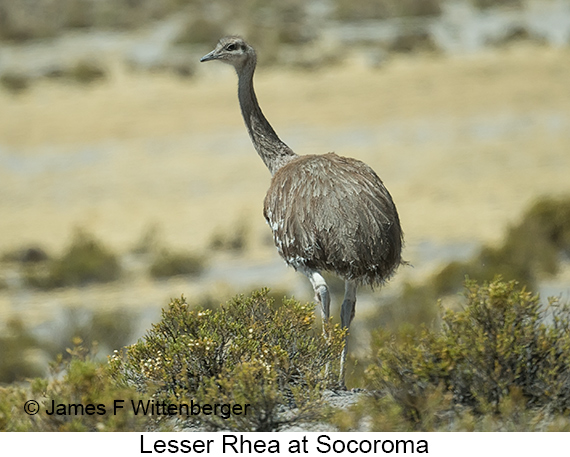 Lesser Rhea - © James F Wittenberger and Exotic Birding LLC