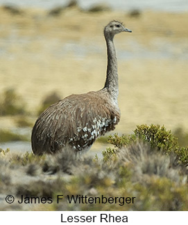 Lesser Rhea - © James F Wittenberger and Exotic Birding LLC