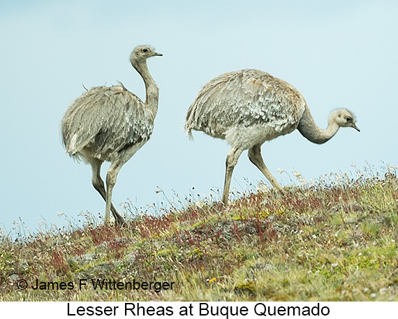 Lesser Rhea - © James F Wittenberger and Exotic Birding LLC