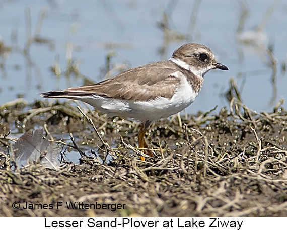 Lesser Sand-Plover - © James F Wittenberger and Exotic Birding LLC