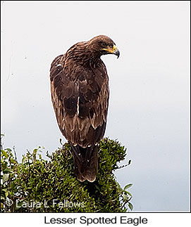 Lesser Spotted Eagle - © Laura L Fellows and Exotic Birding LLC