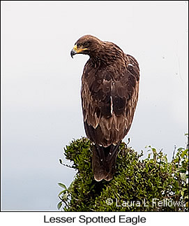 Lesser Spotted Eagle - © Laura L Fellows and Exotic Birding LLC