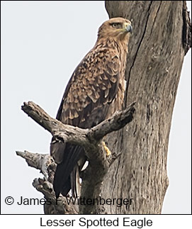 Lesser Spotted Eagle - © James F Wittenberger and Exotic Birding LLC