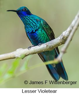 Lesser Violetear - © James F Wittenberger and Exotic Birding LLC