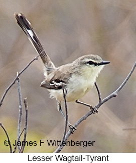 Lesser Wagtail-Tyrant - © James F Wittenberger and Exotic Birding LLC